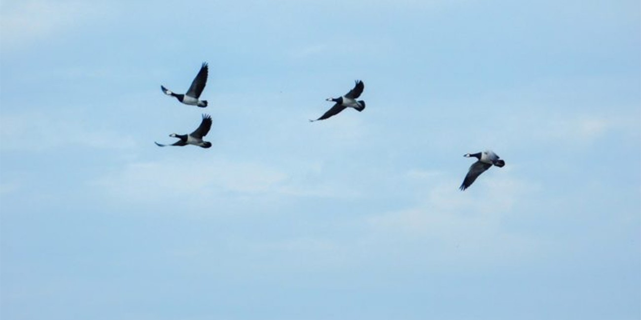 EVERYTHING YOU NEED TO KNOW ABOUT SOLAR PANELS AND BIRDS